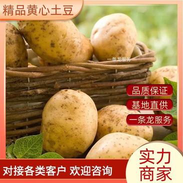 [优选]土豆黄心土豆，中薯5号看货论价保质保量
