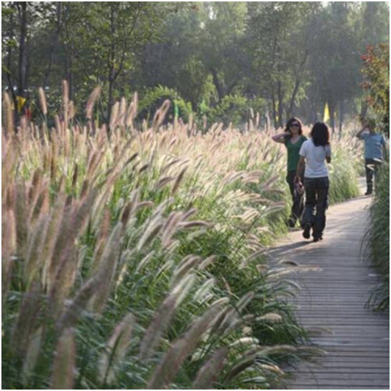 狼尾草种子四季开花易种活的室内阳台盆栽绿植庭院观赏花卉