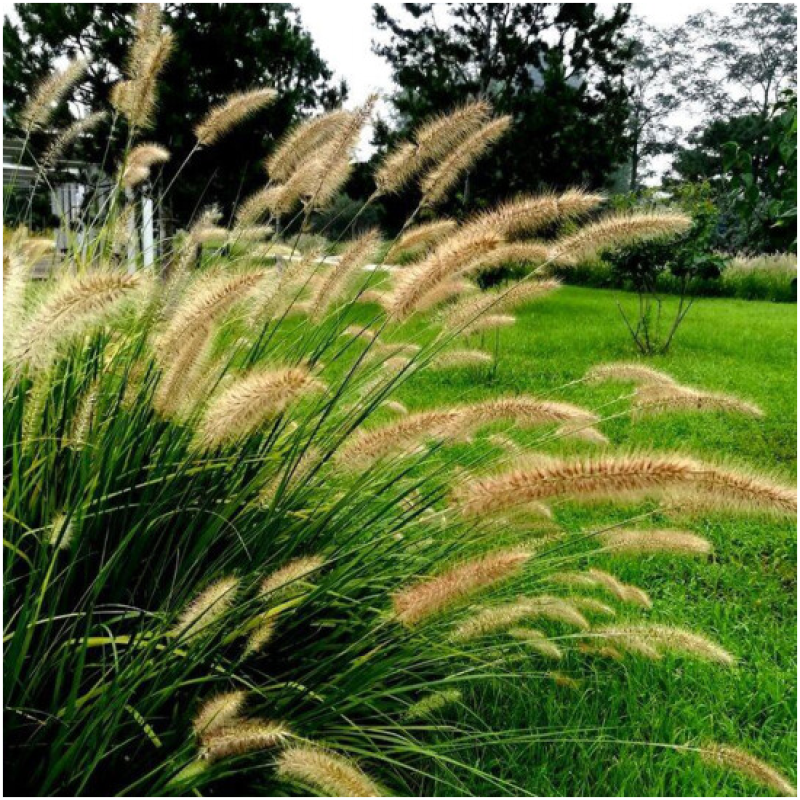 狼尾草种子四季开花易种活的室内阳台盆栽绿植庭院观赏花卉