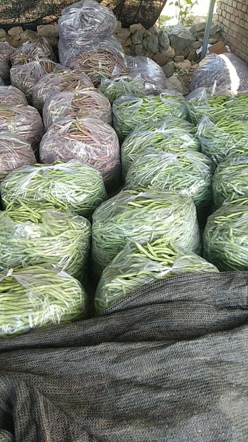 无丝豆，也叫架豆王