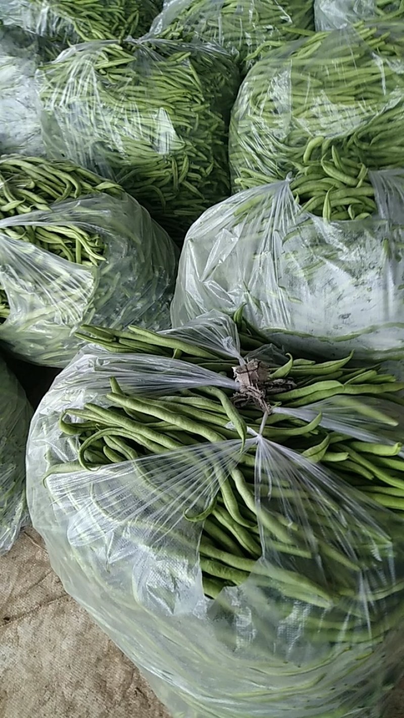 无丝豆，也叫架豆王