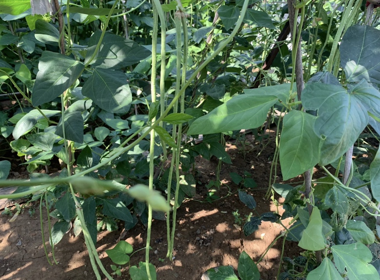 豆角植株特写