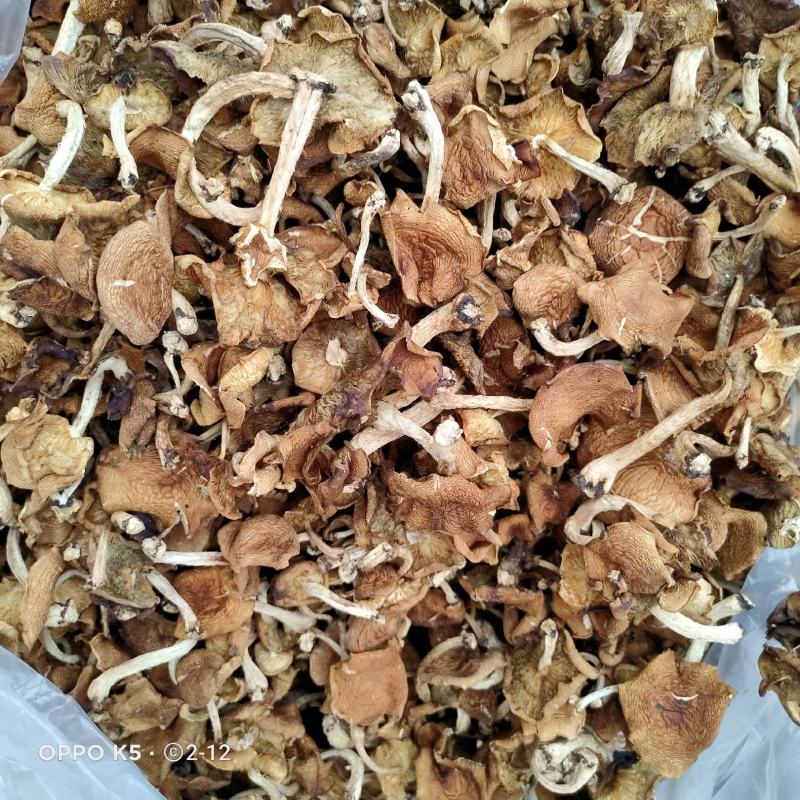云南小香菌菌包和蘑菇出售，鲜货和干货