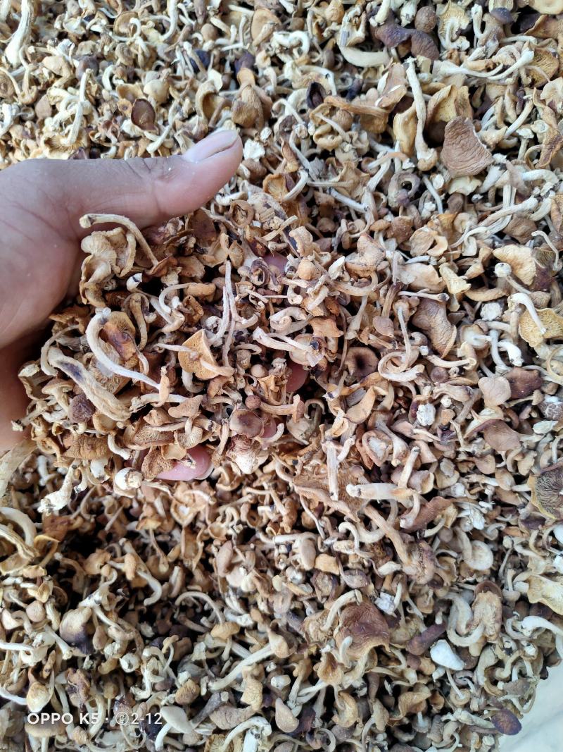 云南小香菌菌包和蘑菇出售，鲜货和干货