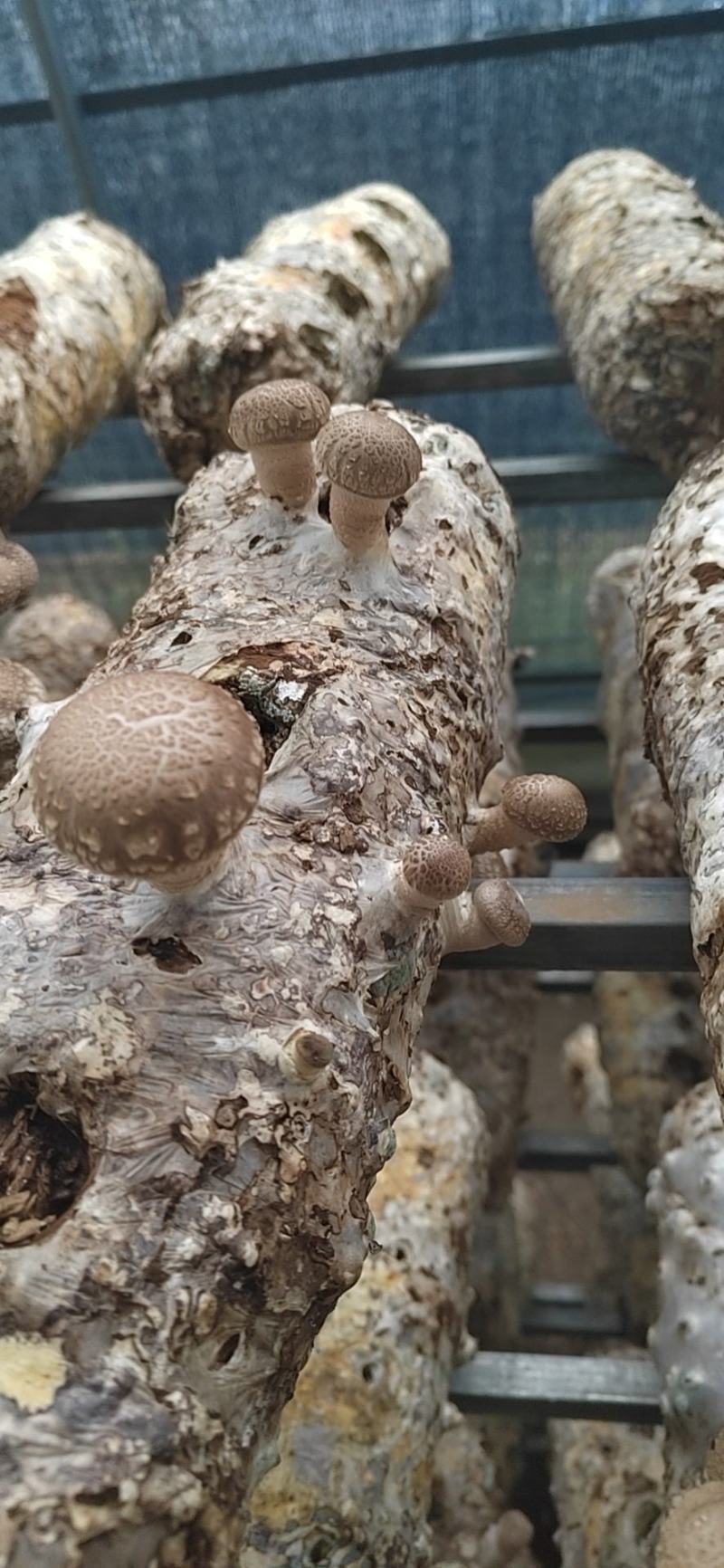 香菇