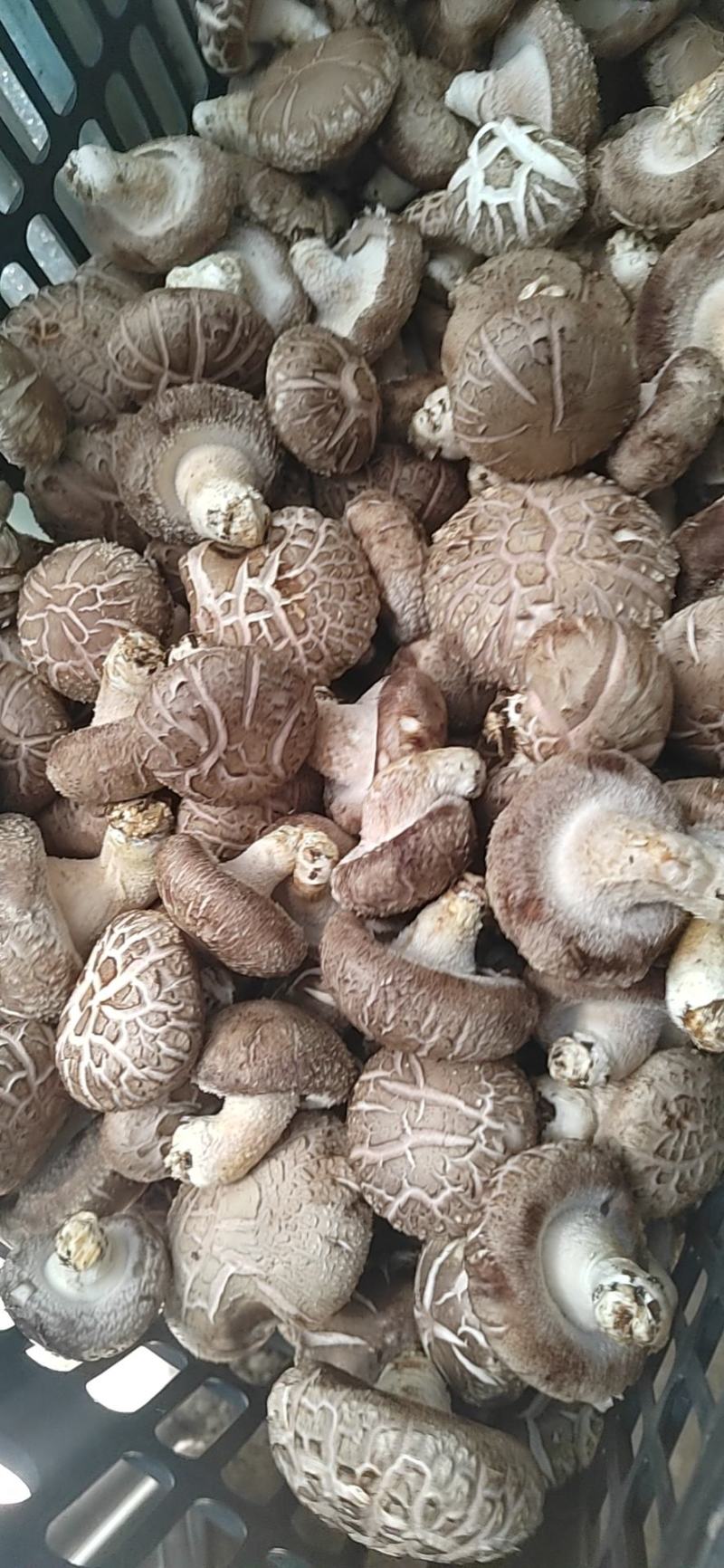 香菇