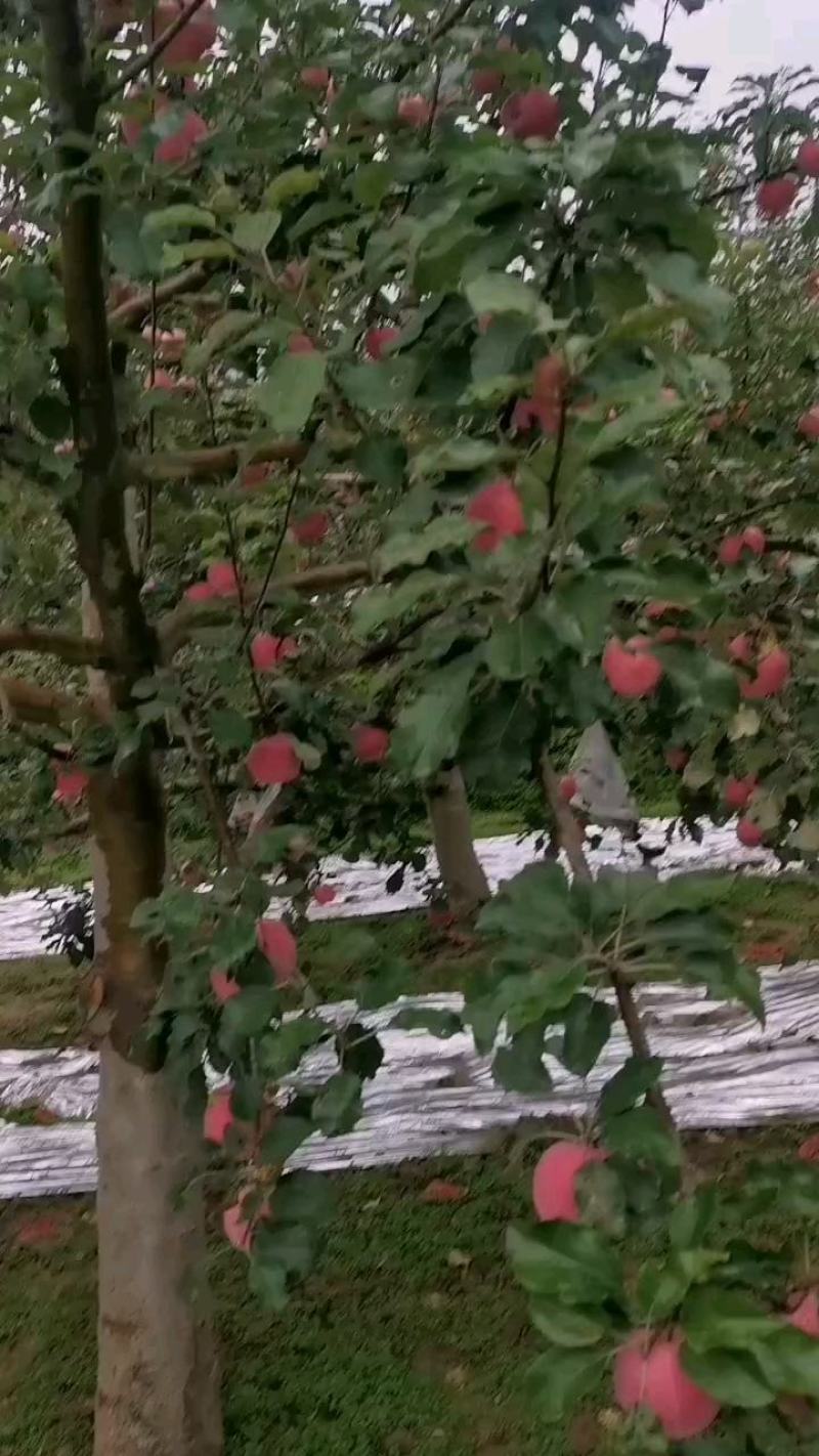 好吃的苹果