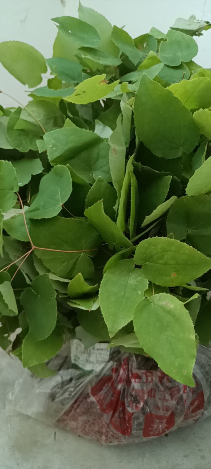 淫羊藿种苗
