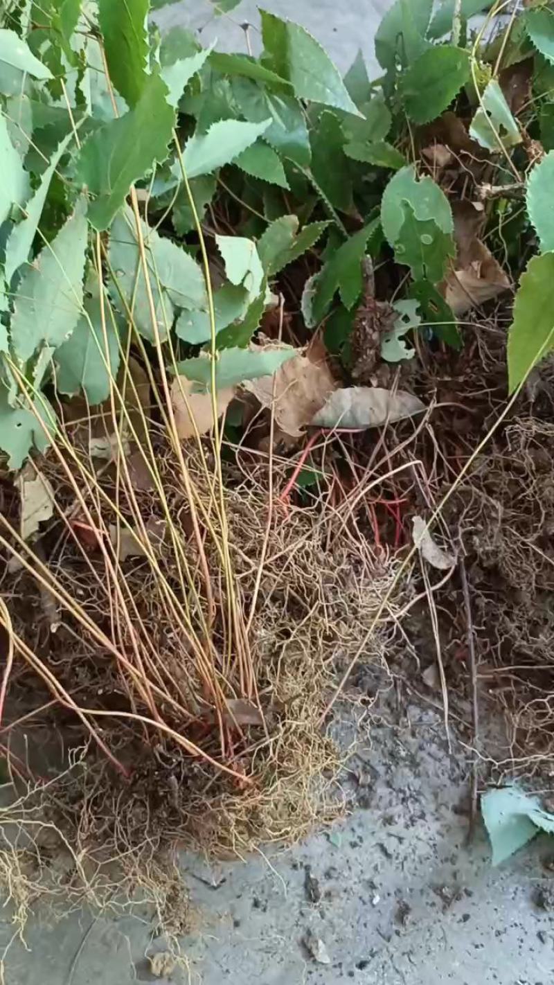 淫羊藿种苗