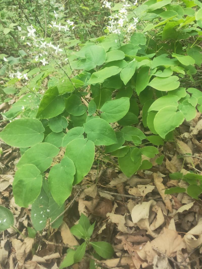 淫羊藿种苗