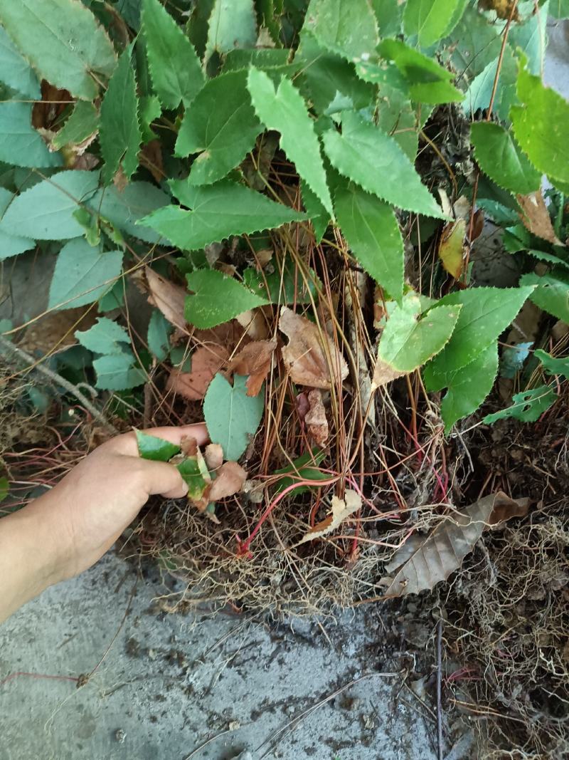 淫羊藿种苗