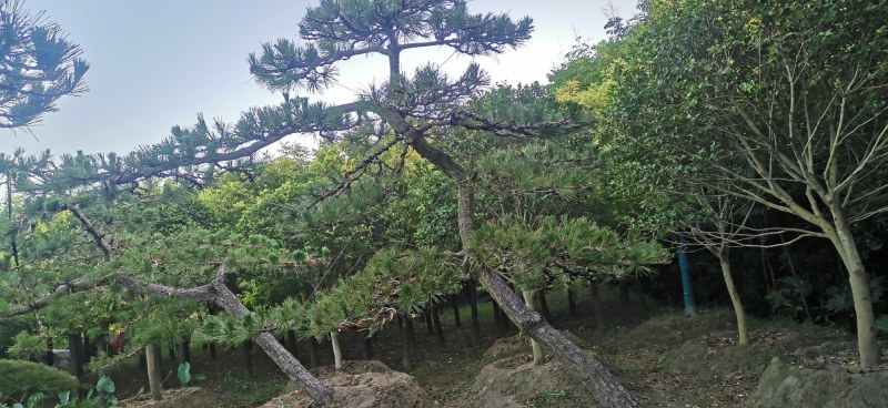 精品造型黑松