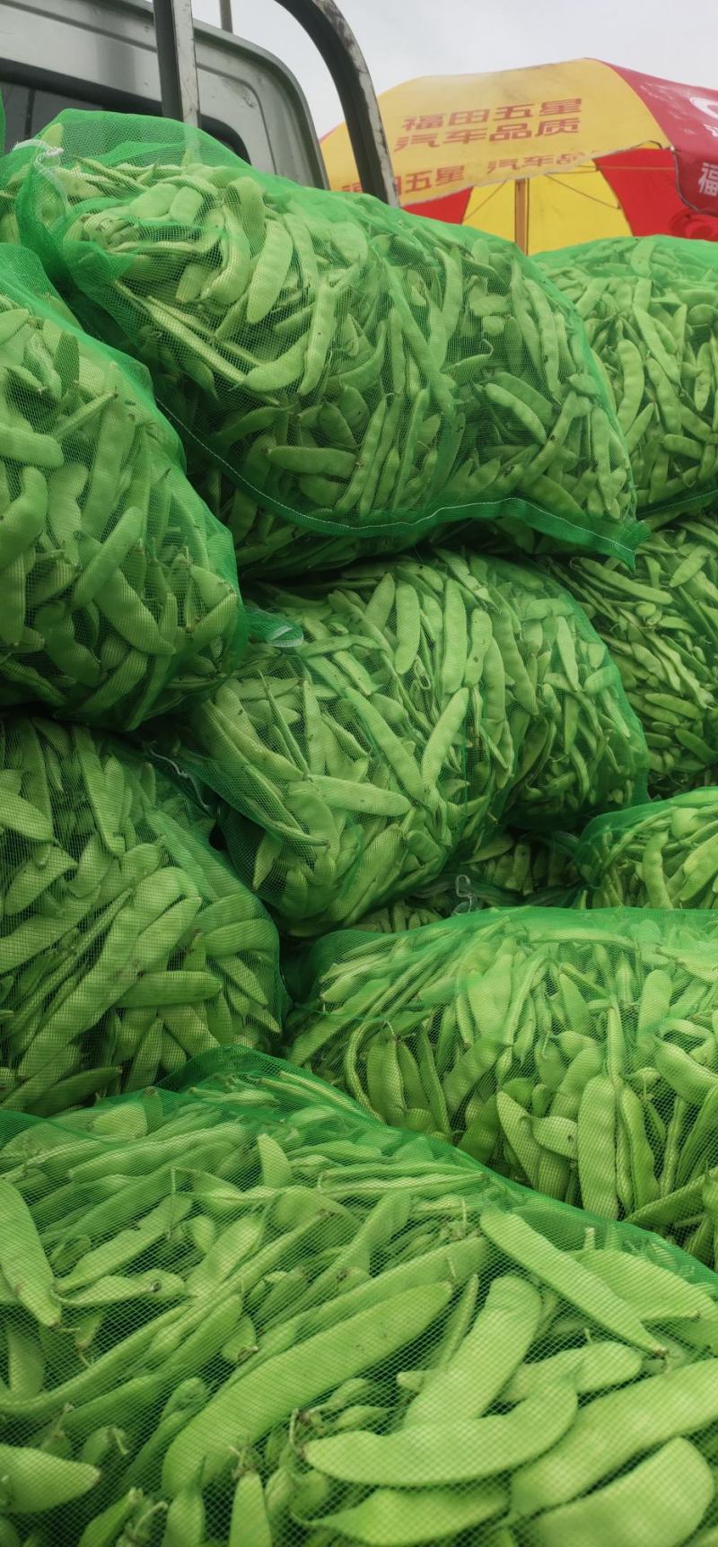 东北油豆角油豆角大油豆角保质量好，大量有货，要的老板联系
