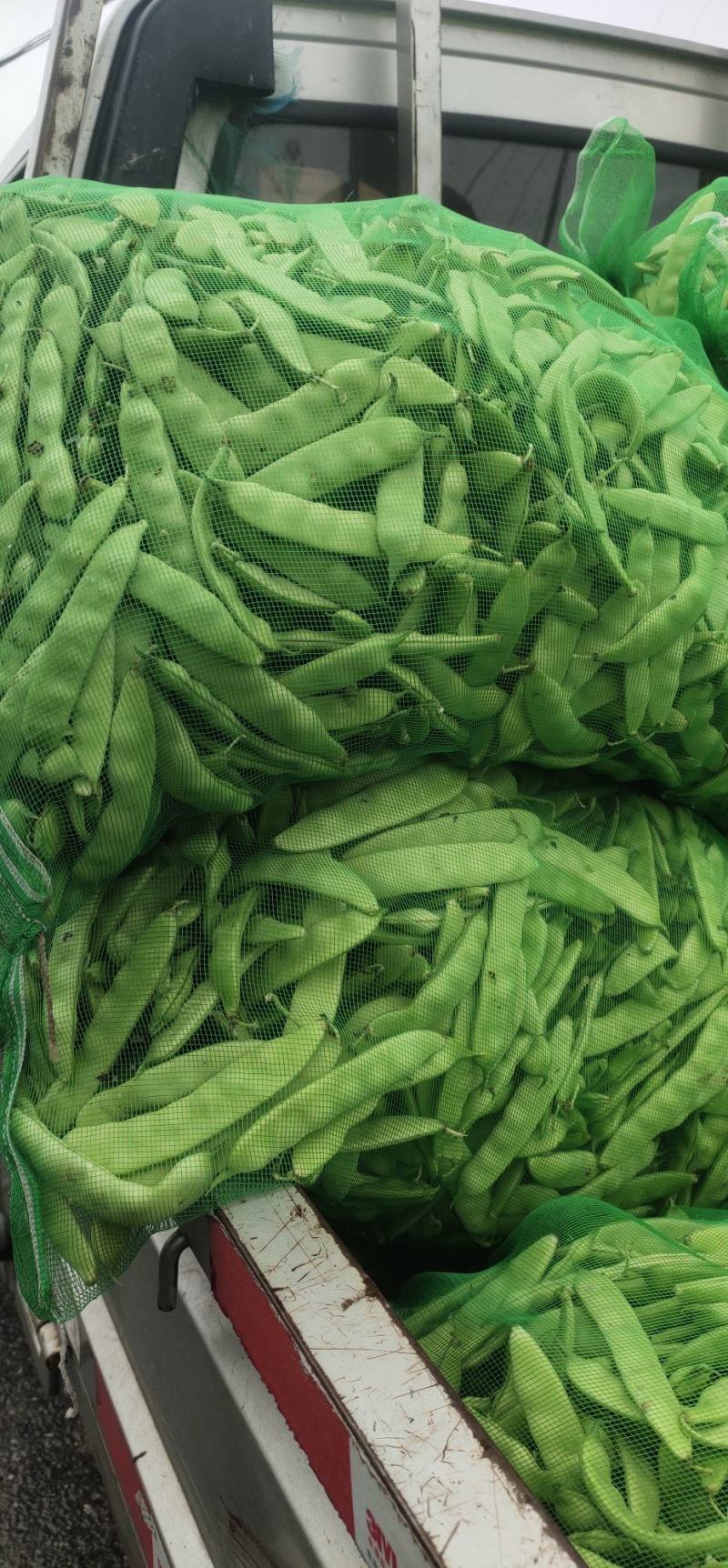 东北油豆角油豆角大油豆角保质量好，大量有货，要的老板联系