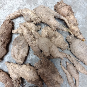 羊奶参四叶参山海螺野生鲜货都大山里采挖