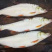 🔥🐟红尾鱼苗、黄尾鱼苗、自产、自育、放钓、路亚、一手货源