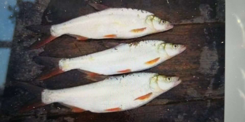 🔥🐟红尾鱼苗、黄尾鱼苗、自产、自育、放钓、路亚、一手货源