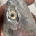三文鱼头三文鱼大量现货