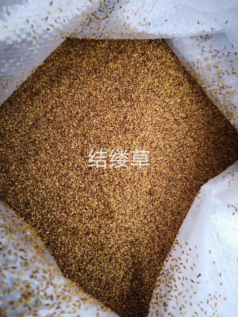 地毯草种子绿化草坪种子耐旱四季常青庭院多年生草种