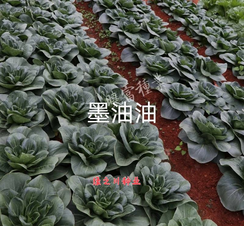 黑叶矮脚苏州青种子墨油油杂交青梗菜种子四季蔬菜籽耐热青菜