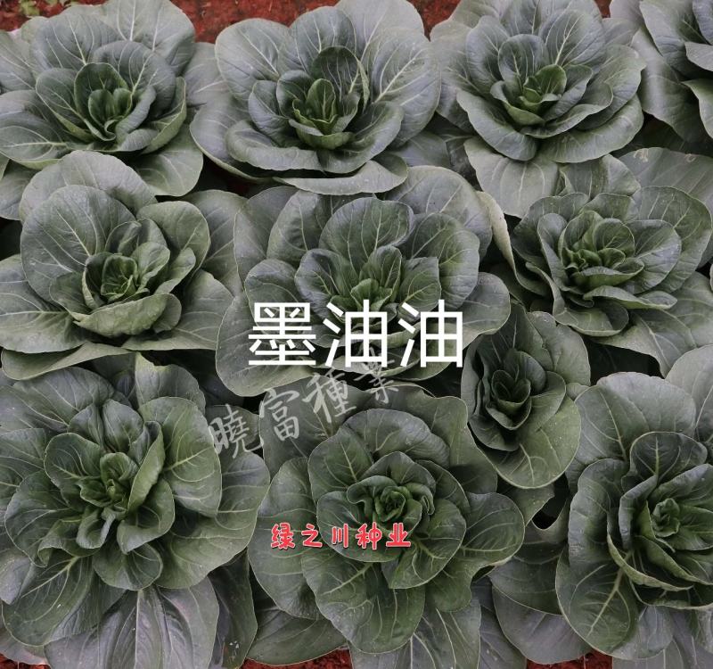 黑叶矮脚苏州青种子墨油油杂交青梗菜种子四季蔬菜籽耐热青菜