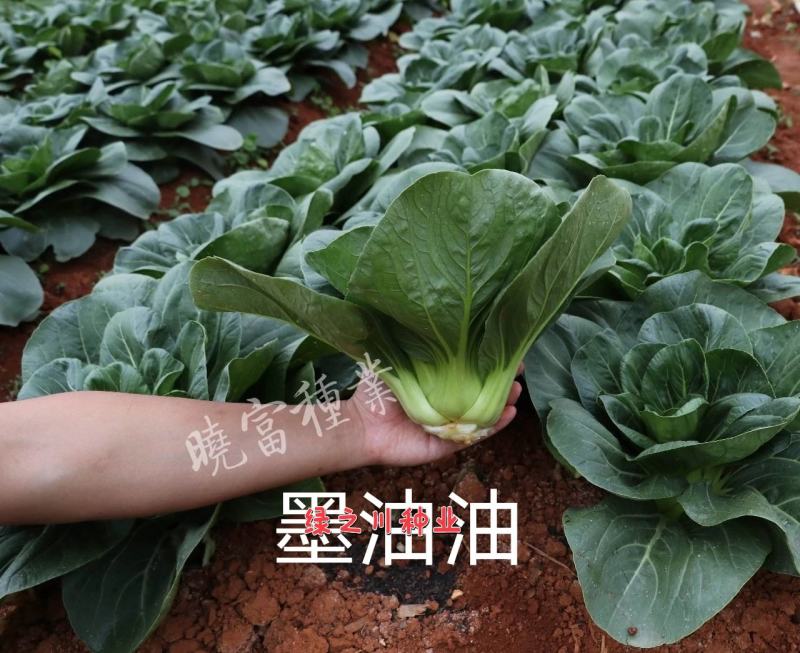 黑叶矮脚苏州青种子墨油油杂交青梗菜种子四季蔬菜籽耐热青菜