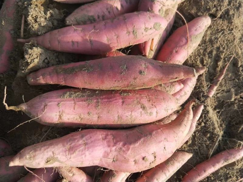 烟薯河北烟薯蜜烤红薯分类标准货源充足糖化红心