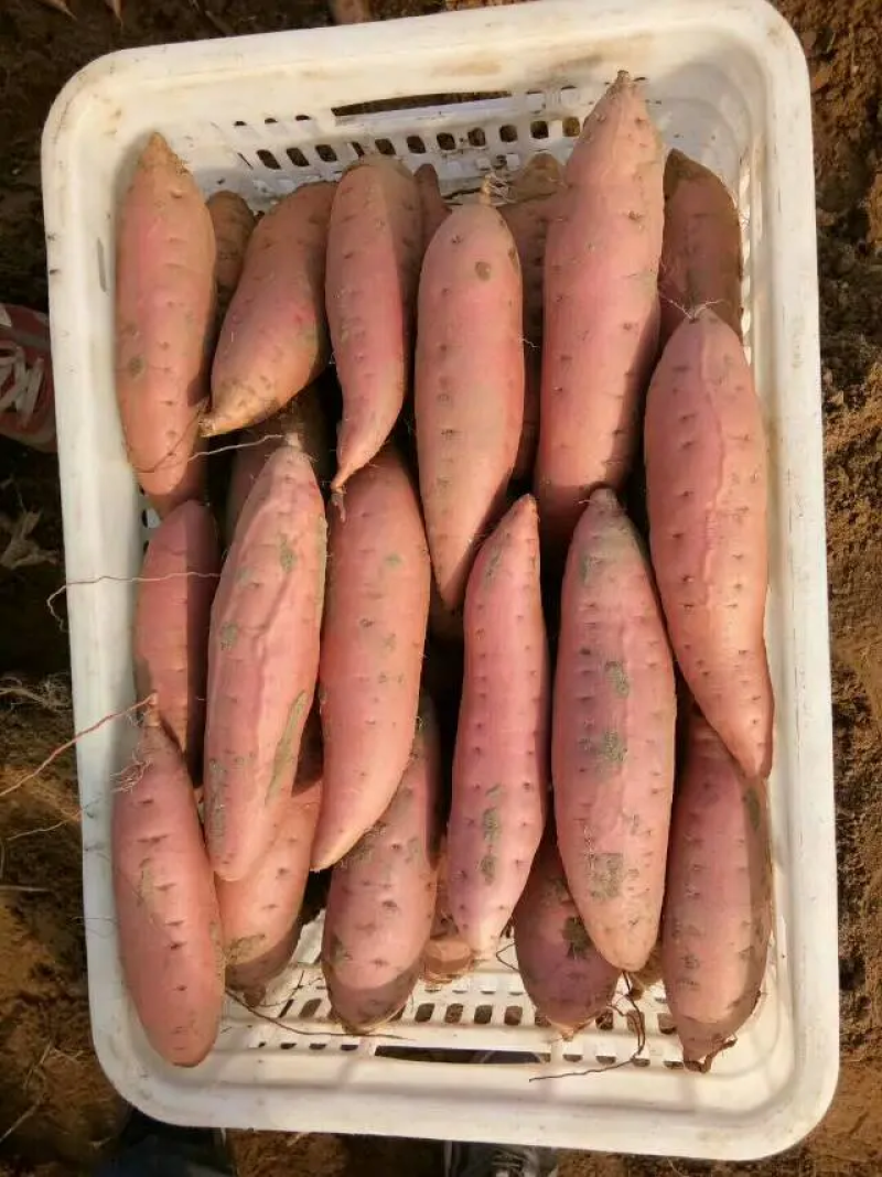 烟薯河北烟薯蜜烤红薯分类标准货源充足糖化红心