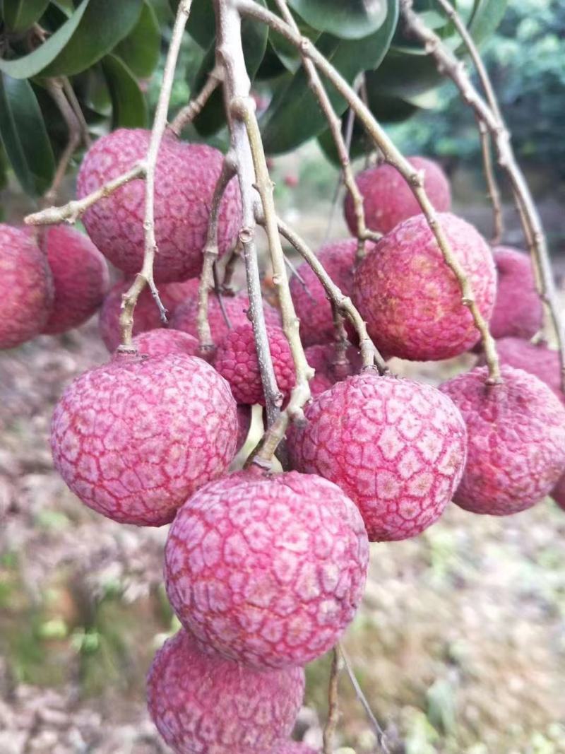 禾荔