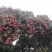 禾荔