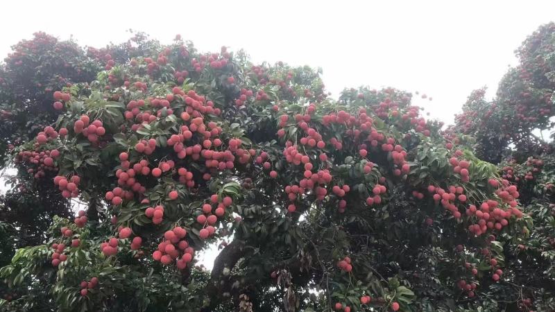 禾荔