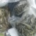 微山湖生态山根鱼淡水鱼新鲜小黄鱼趴地虎全国发货量大从忧