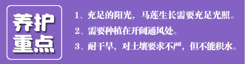 马莲种子马蔺花籽马兰花种子宿根多年生水生花卉耐盐碱