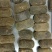 正宗化州橘红正宗正毛果味道香颜色好干度足干各种规格