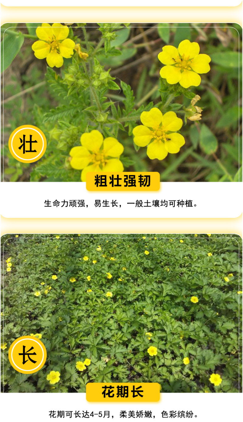 委陵菜种子阳台庭院盆栽室内四季易种地被花卉种子多年生黄色