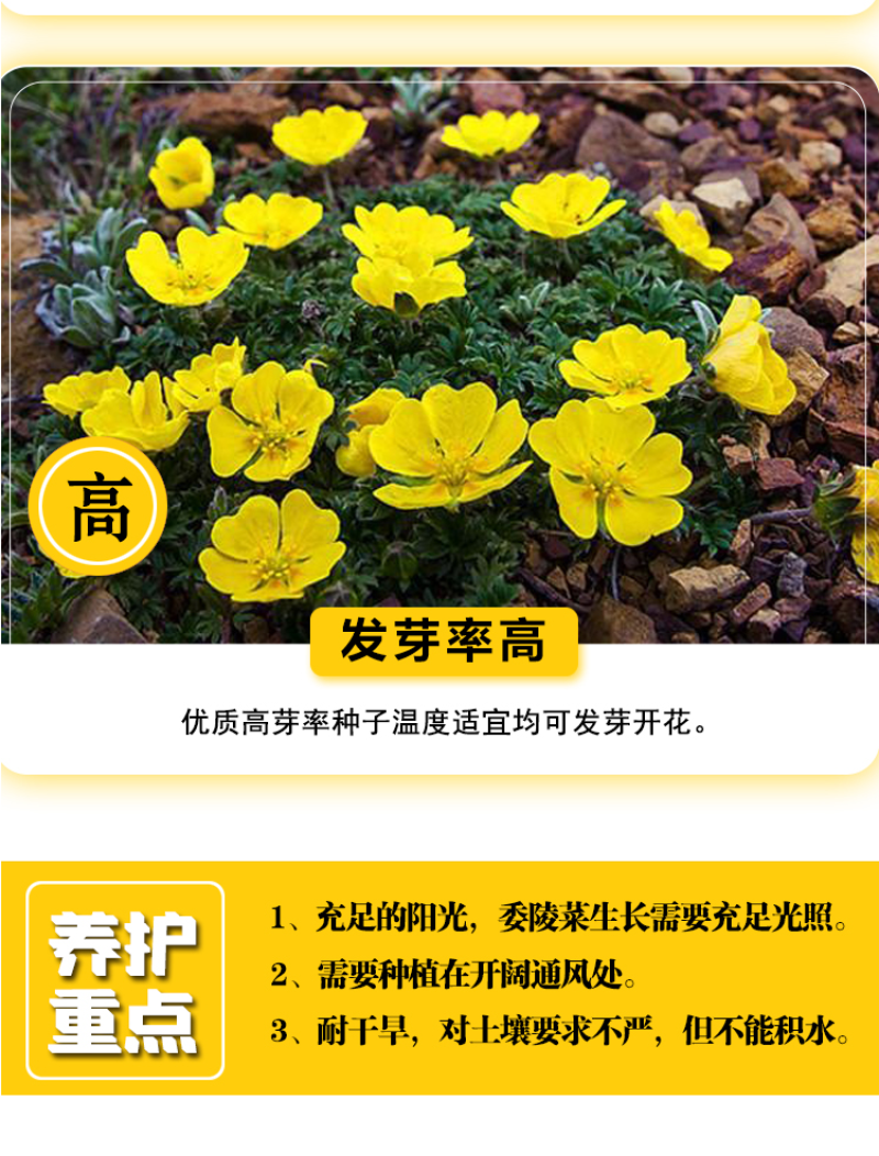 委陵菜种子阳台庭院盆栽室内四季易种地被花卉种子多年生黄色