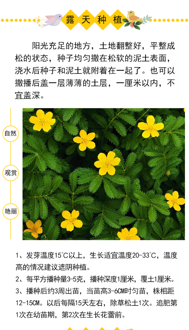 委陵菜种子阳台庭院盆栽室内四季易种地被花卉种子多年生黄色