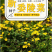 委陵菜种子阳台庭院盆栽室内四季易种地被花卉种子多年生黄色