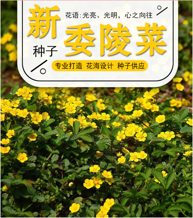委陵菜种子阳台庭院盆栽室内四季易种地被花卉种子多年生黄色