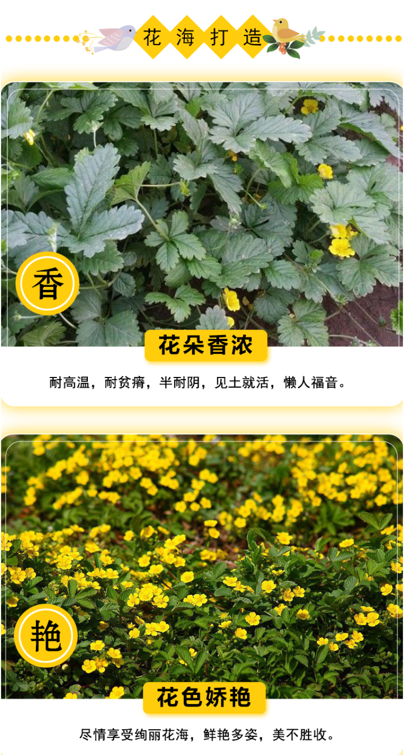 委陵菜种子阳台庭院盆栽室内四季易种地被花卉种子多年生黄色