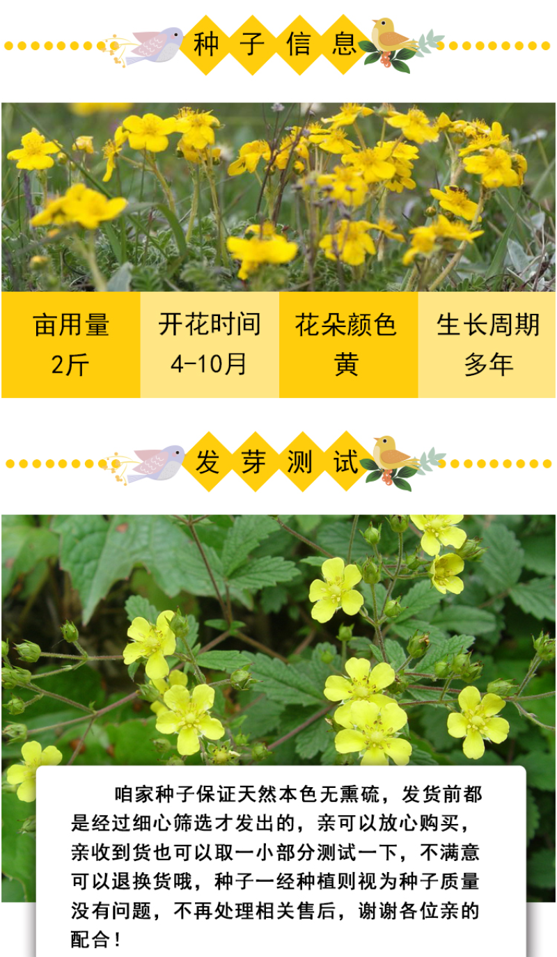 委陵菜种子阳台庭院盆栽室内四季易种地被花卉种子多年生黄色