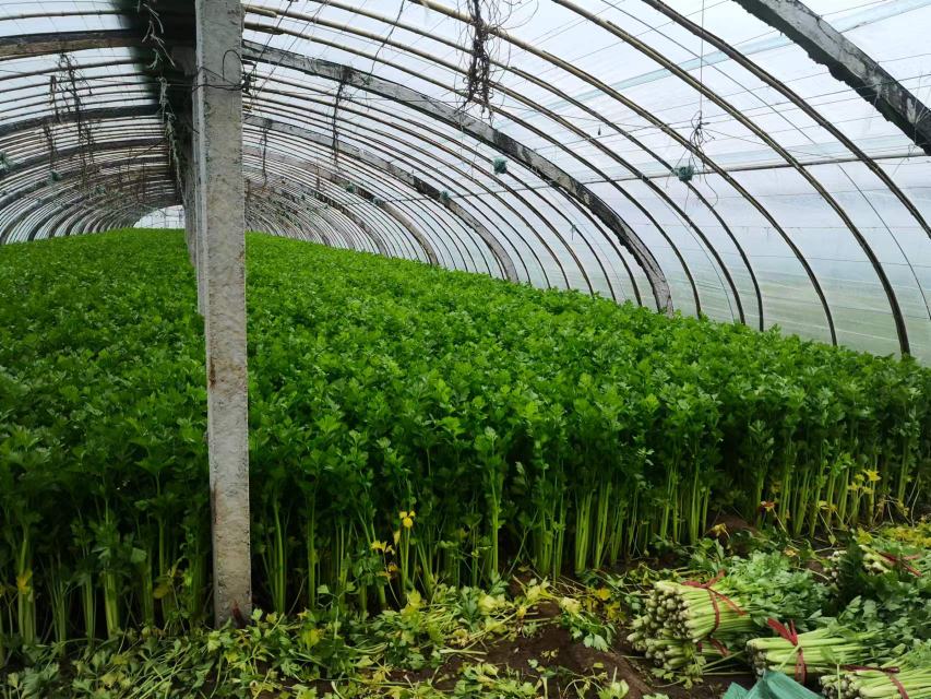 家庭阳台种植芹菜场景