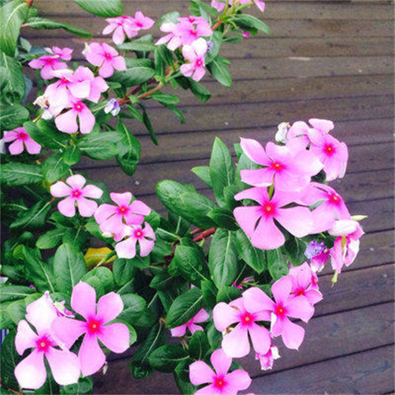 长春花种子天天开花期长多年生花海庭院室内阳台盆栽花卉花草