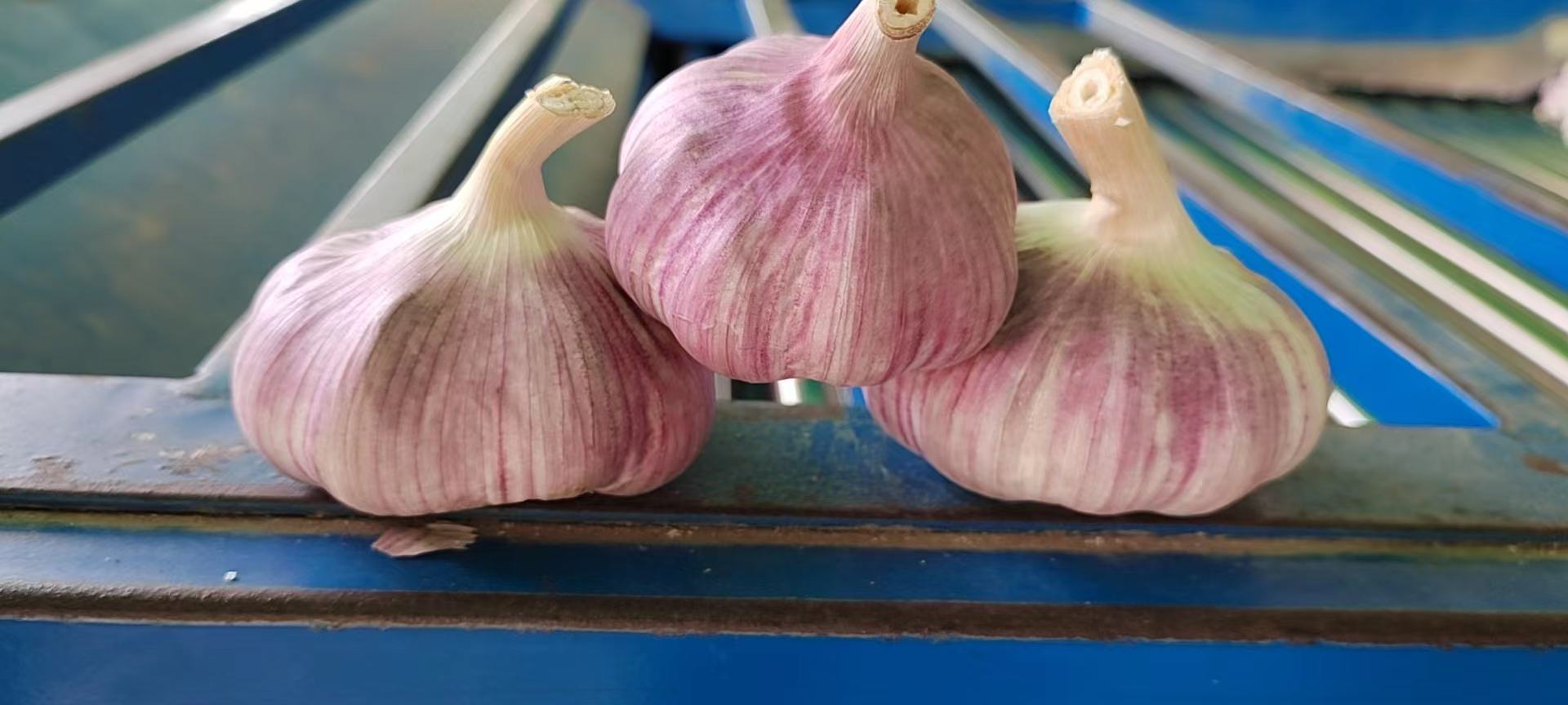 展示大蒜叶片表面覆盖蓝色药剂残留的画面 大蒜田中喷洒波尔多液后的叶片特写