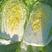 吉林省怀德镇白菜大量上市。精品黄芯菜可以大量供应各大市场