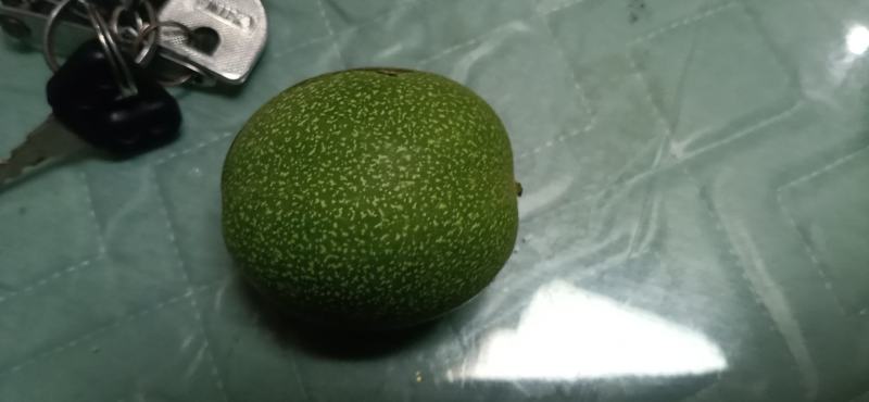 清皮核桃