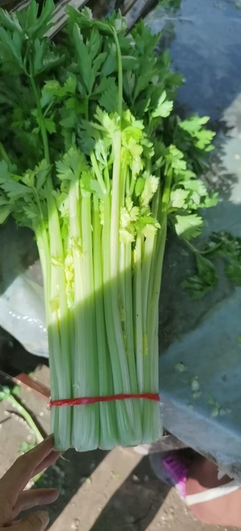 毛芹