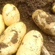 山东平度，荷兰十五土豆品类齐全黄皮黄心，大量上市