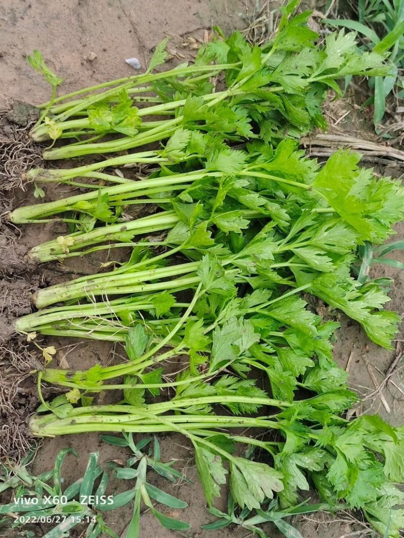 大量现货供应优质芹菜苗根系发达颗颗保活【禹城芹菜苗》