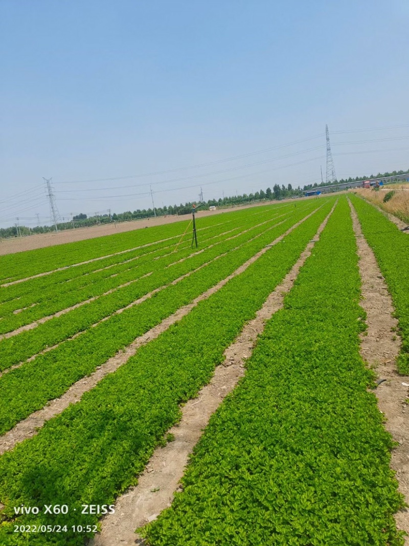 大量现货供应优质芹菜苗根系发达颗颗保活【禹城芹菜苗》